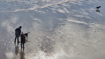 DOGS ON BEACH 2 This landscape photograph captures a scene at Salcombe North Sands Beach on the Devon coast in England, United Kingdom. The main subject of the image is dogs on the beach, with two people standing on the wet sand near one dog, while another dog runs freely closer to the water’s edge. The photo was taken during the early afternoon in winter, evidenced by the bundled clothing of the people and the pale, low sunlight reflecting off the damp sand and gentle waves. The beach stretches out towards the sea, offering a broad view of the coastal environment and activity. This image features elements of people enjoying the company of animals, specifically dogs, in a natural coastal setting.